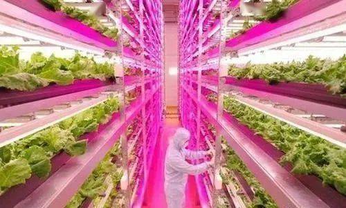 国际农业疫情下日本植物工厂由衰转兴蔬菜销量大增